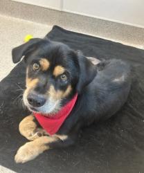Shelter Stray Male Dog last seen Near E Kimbrough St T1, 75149, TX, 1650 Gross Rd, Mesquite, TX 75149, USA