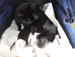 Lost Female Cat last seen 39th street park between h and j street, Sacramento, CA 95817