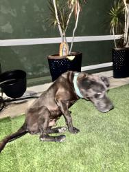 Found/Stray Male Dog last seen Cypress avenue, and future street, Los Angeles, CA 90065