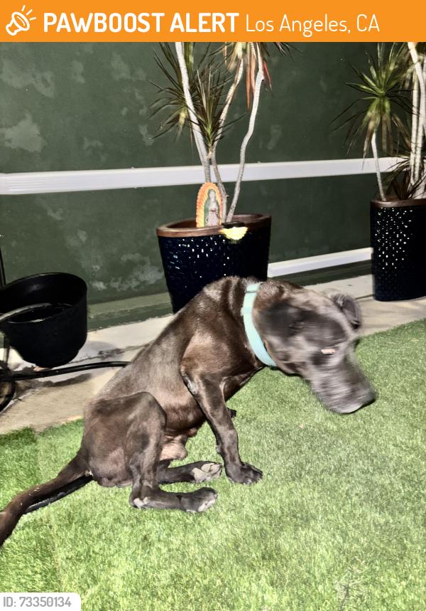 Found/Stray Male Dog last seen Cypress avenue, and future street, Los Angeles, CA 90065
