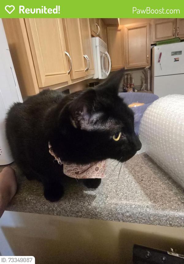 Reunited Male Cat last seen Madrona Park, Olympia, WA 98513