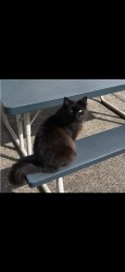Lost Male Cat last seen Near and 72 avenue, Langley Township, BC V1M 2M6