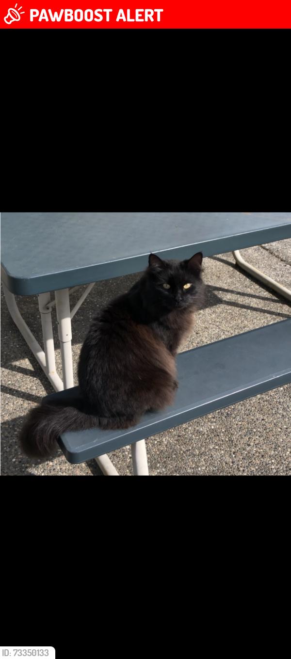 Lost Male Cat last seen Near and 72 avenue, Langley Township, BC V1M 2M6