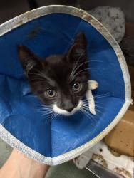 Shelter Stray Male Cat last seen Near E 31 Street, NEW YORK, NY, 10016, 326 E 110th St, New York, NY 10029, USA