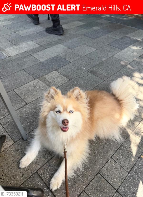 Lost Female Dog last seen Lakeview and Wideview ct, but likely she's downhill towards Edgewood, Emerald Hills, CA 94062