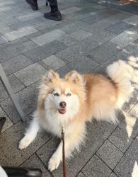 Lost Female Dog last seen Lakeview and Wideview ct, but likely she's downhill towards Edgewood, Emerald Hills, CA 94062