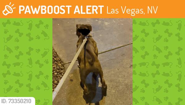 Found/Stray Unknown Dog last seen Decatur and Flamingo @ Charlie Frias Park, Las Vegas, NV 89103