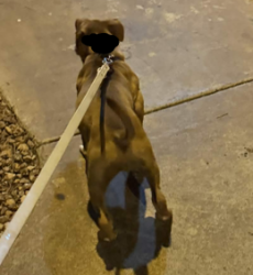 Found/Stray Unknown Dog last seen Decatur and Flamingo @ Charlie Frias Park, Las Vegas, NV 89103