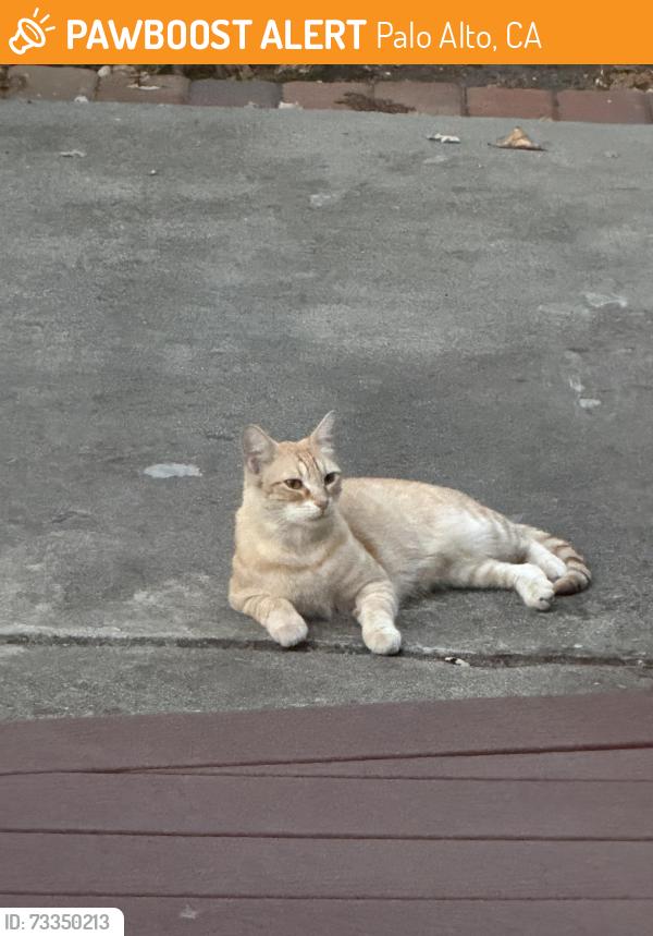 Found/Stray Unknown Cat last seen Loma Verde Avenue and Waverly Street near Grace Lutheran Church, Palo Alto, CA 94306