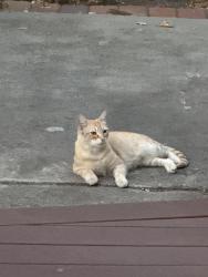 Found/Stray Unknown Cat last seen Loma Verde Avenue and Waverly Street near Grace Lutheran Church, Palo Alto, CA 94306