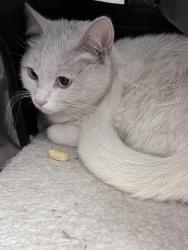 Reunited Female Cat last seen 8th St and Minna St, San Francisco, CA 94103