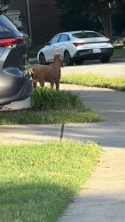 Reunited Female Dog last seen St Andrews Ct. High Point, High Point, NC 27282