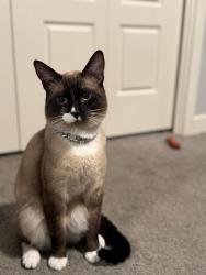 Lost Male Cat last seen Locust road, Meridian, ID 83642