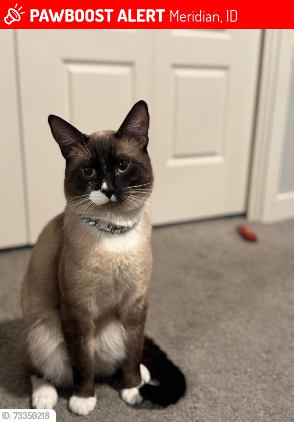 Lost Male Cat last seen Locust road, Meridian, ID 83642