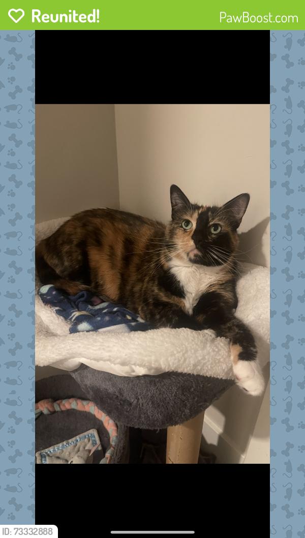 Reunited Female Cat last seen Old Library in Downtown, Bend, OR 97703