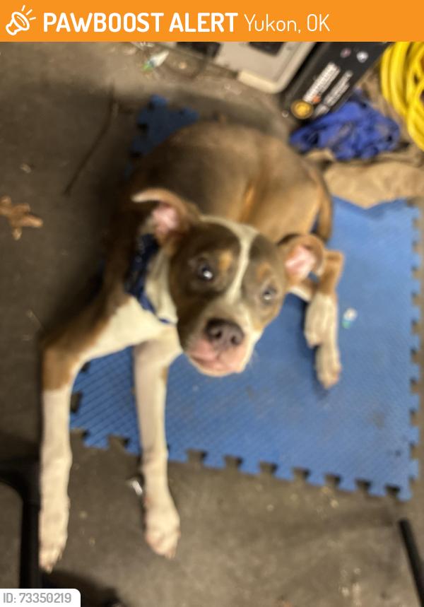 Found/Stray Female Dog last seen NW 10th & Richland Rd, Yukon, OK 73099