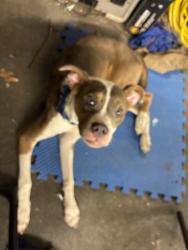 Found/Stray Female Dog last seen NW 10th & Richland Rd, Yukon, OK 73099