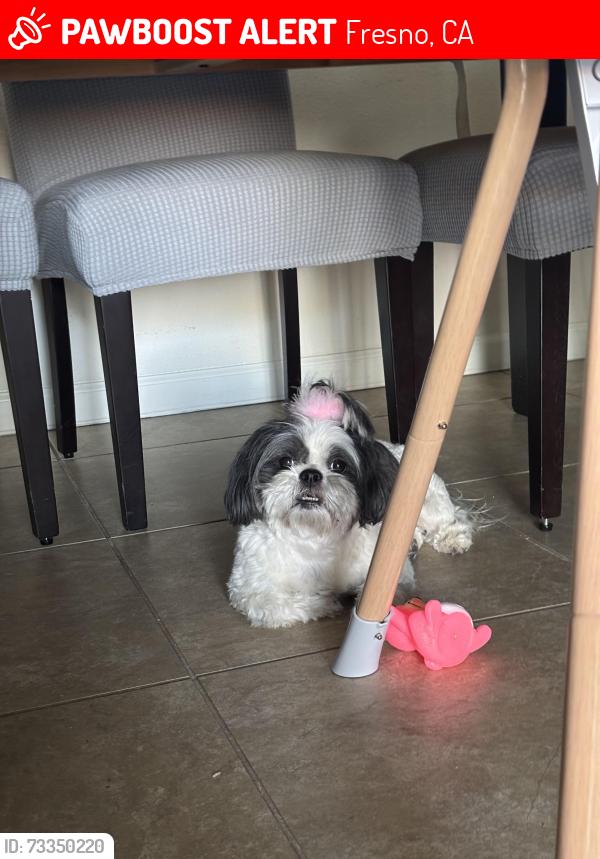 Lost Female Dog last seen Peach, Fresno, CA 93727