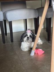 Lost Female Dog last seen Peach, Fresno, CA 93727