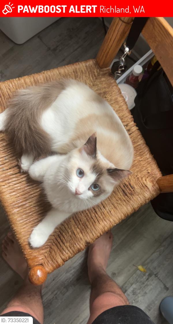 Lost Female Cat last seen Was last seen near 1602 building in the second floor, Richland, WA 99354