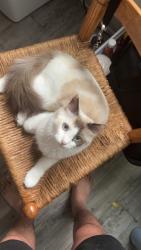 Lost Female Cat last seen Was last seen near 1602 building in the second floor, Richland, WA 99354