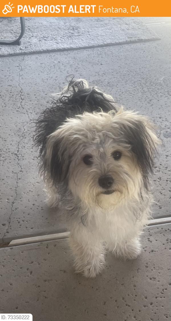 Found/Stray Female Dog last seen Fern and mango, Fontana, CA 92336