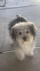 Found/Stray Female Dog last seen Fern and mango, Fontana, CA 92336