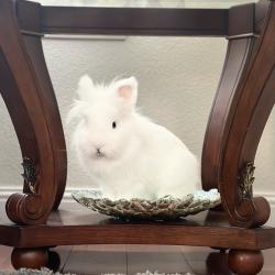 Lost Male Rabbit last seen Jojos chicken, San Jose, CA 95124