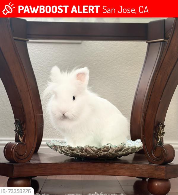 Lost Male Rabbit last seen Jojos chicken, San Jose, CA 95124