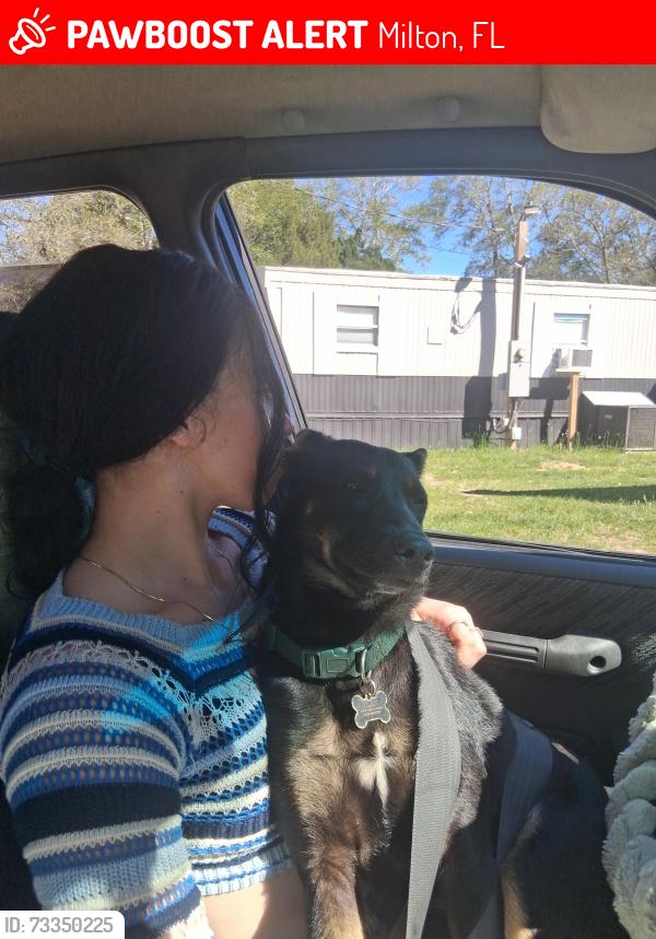 Lost Male Dog last seen Butternut and rice road, Milton, FL 32583