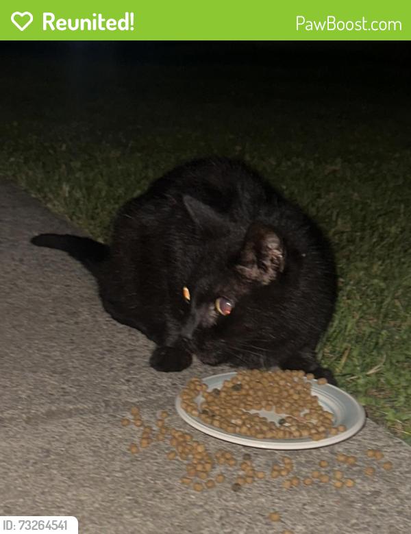 Reunited Male Cat last seen East and West, Lisa Ann Lane, Sibley, West Seneca, NY 14224