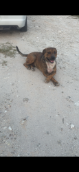 Lost Male Dog last seen Near kiwi dr, Cleveland, TX 77327