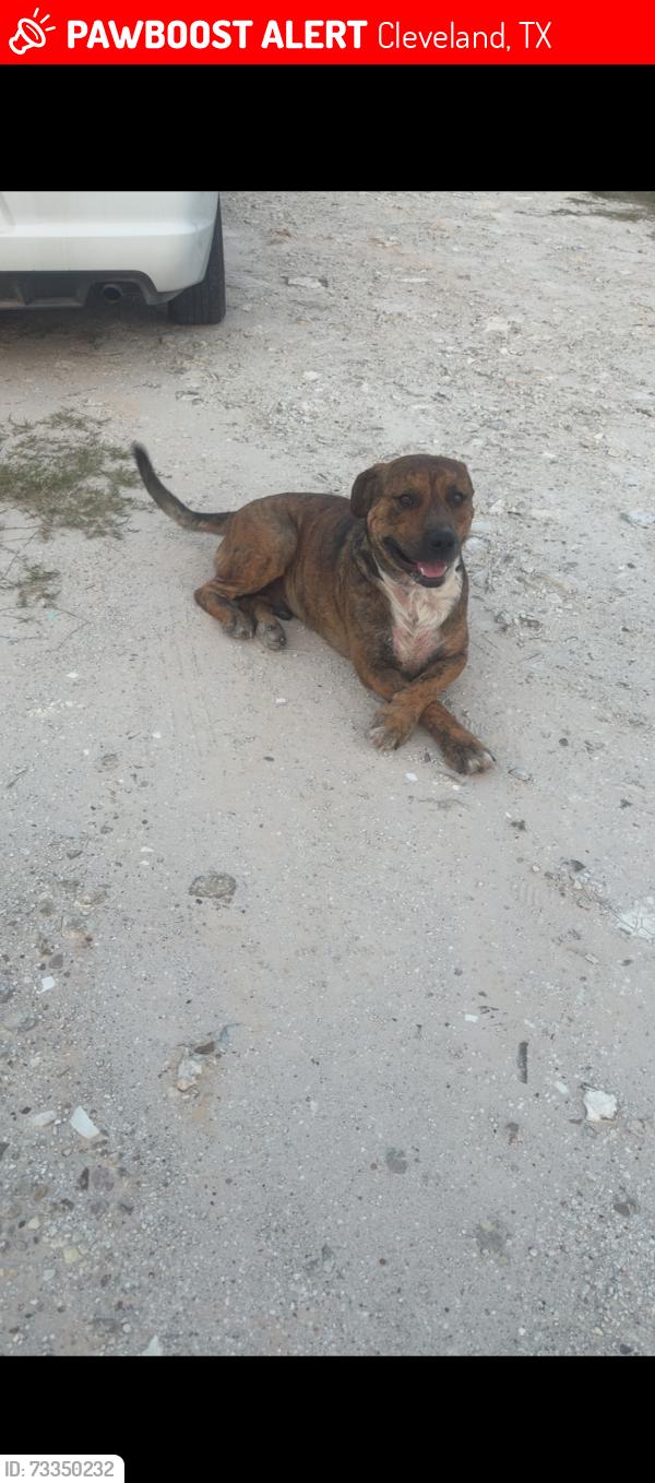 Lost Male Dog last seen Near kiwi dr, Cleveland, TX 77327
