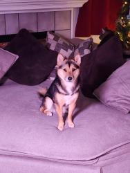 Reunited Male Dog last seen Junction and sawdell, Roseville, CA 95678