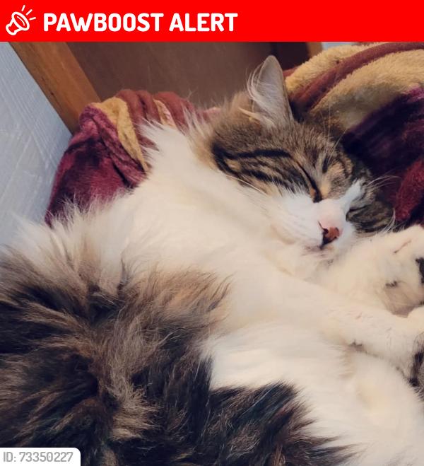 Lost Male Cat last seen Salmon River Rd, Salmon Arm, BC V1E 3H3