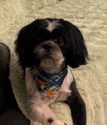 Lost Male Dog last seen The arbors community, Phoenix, AZ 85042