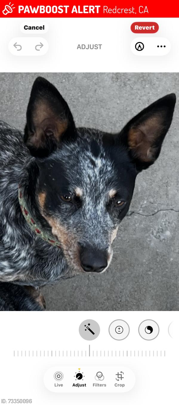 Lost Female Dog last seen Holmes flt Rd./Tierney Rd., Redcrest, CA 95569