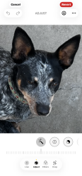 Lost Female Dog last seen Holmes flt Rd./Tierney Rd., Redcrest, CA 95569