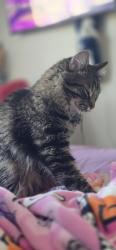 Lost Female Cat last seen Boulder canyon apmts, West Jordan, UT 84081