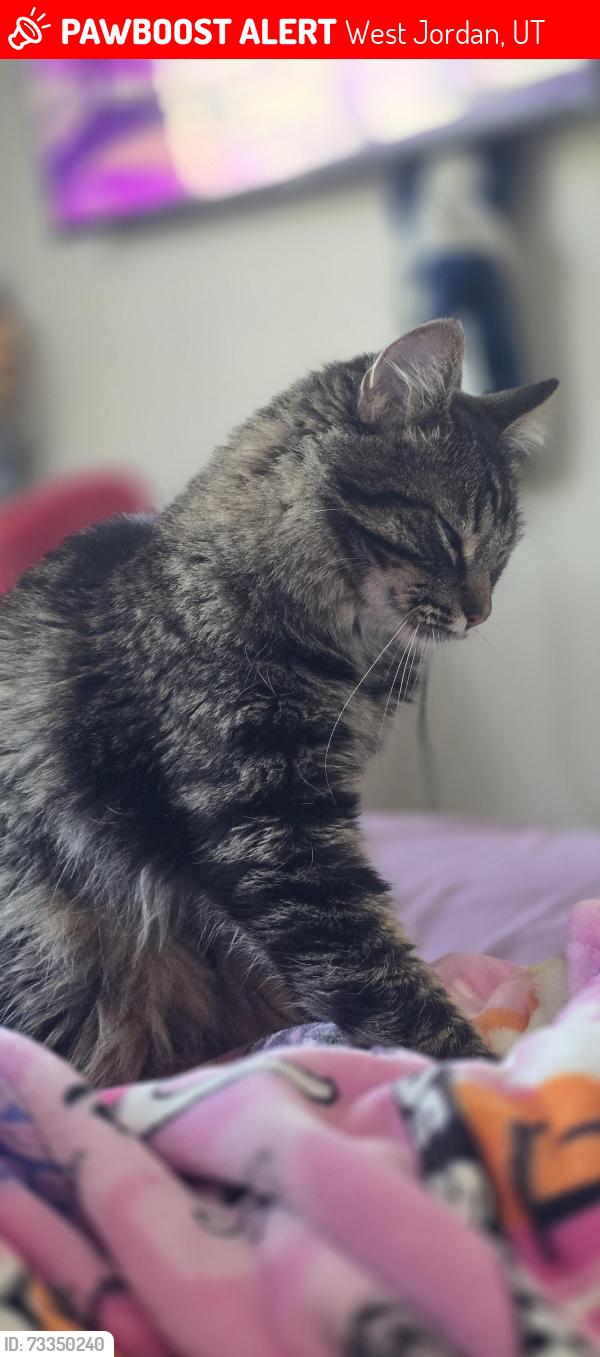 Lost Female Cat last seen Boulder canyon apmts, West Jordan, UT 84081