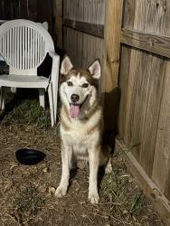 Found/Stray Male Dog last seen Atwood ests, Edinburg, TX 78541