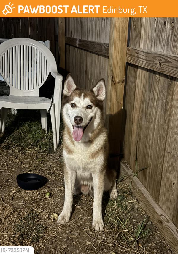 Found/Stray Male Dog last seen Atwood ests, Edinburg, TX 78541