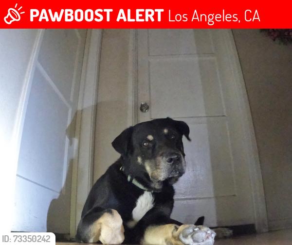 Lost Male Dog last seen Lanark st, Los Angeles, CA 91335