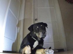 Lost Male Dog last seen Lanark st, Los Angeles, CA 91335