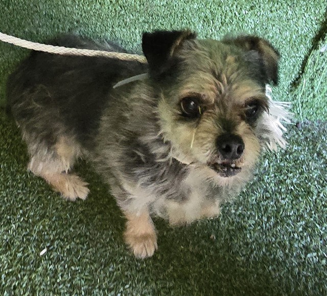 Shelter Stray Female Dog last seen , 5210 W Ave I, Lancaster, CA 93536, USA