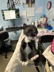Shelter Stray Male Cat last seen Near BLOCK CRESTMORE ST, BAKERSFIELD CA 93308, 3951 Fruitvale Ave, Bakersfield, CA 93308, USA