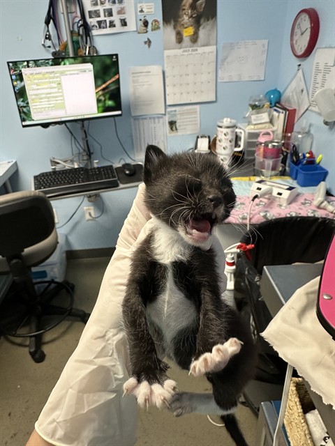 Shelter Stray Male Cat last seen Near BLOCK CRESTMORE ST, BAKERSFIELD CA 93308, 3951 Fruitvale Ave, Bakersfield, CA 93308, USA