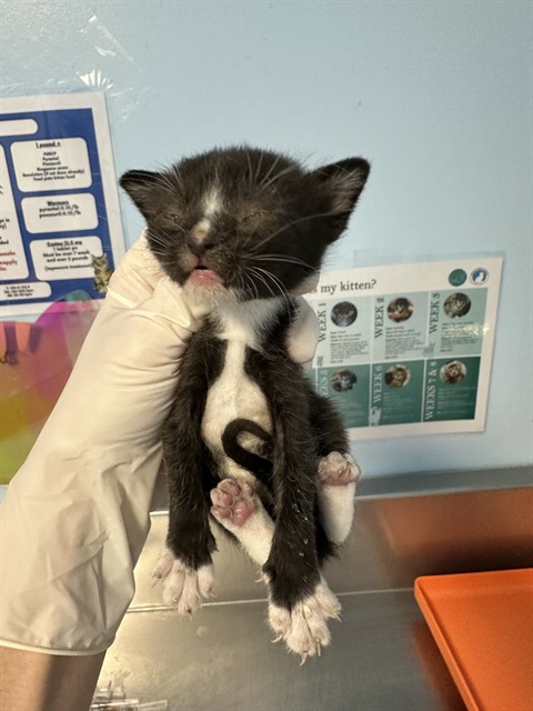 Shelter Stray Male Cat last seen Near BLOCK CRESTMORE ST, BAKERSFIELD CA 93308, 3951 Fruitvale Ave, Bakersfield, CA 93308, USA