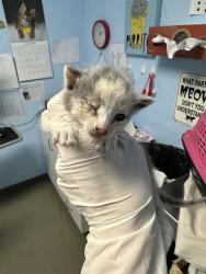 Shelter Stray Female Cat last seen Near BLOCK CRESTMORE ST, BAKERSFIELD CA 93308, 3951 Fruitvale Ave, Bakersfield, CA 93308, USA
