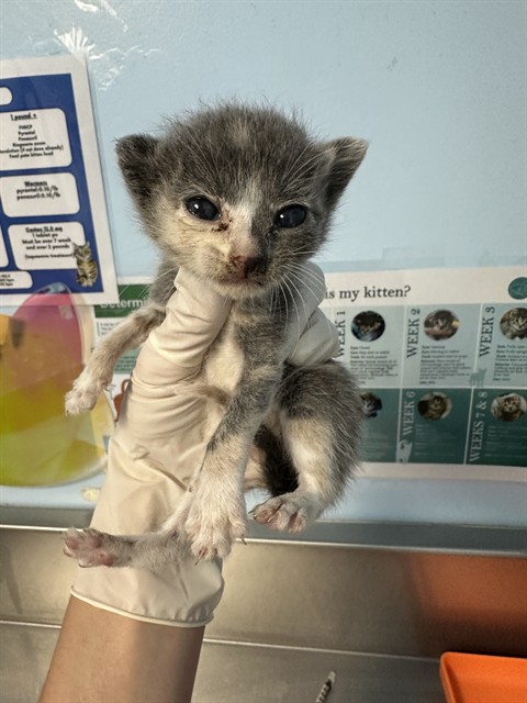 Shelter Stray Female Cat last seen Near BLOCK CRESTMORE ST, BAKERSFIELD CA 93308, 3951 Fruitvale Ave, Bakersfield, CA 93308, USA